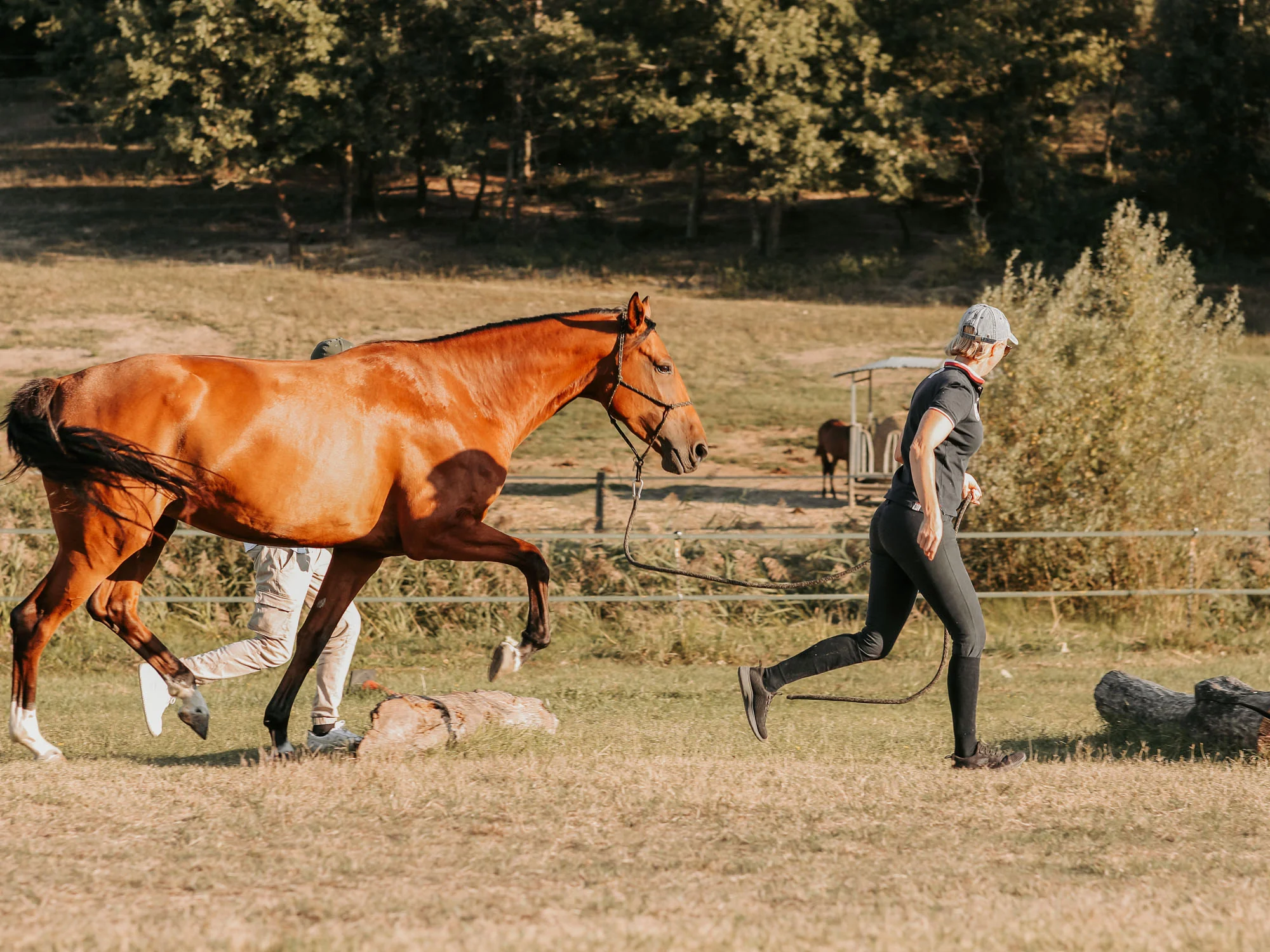 Team building with horses at Alterreno in Tuscany Team building with horses at Alterreno in Tuscany