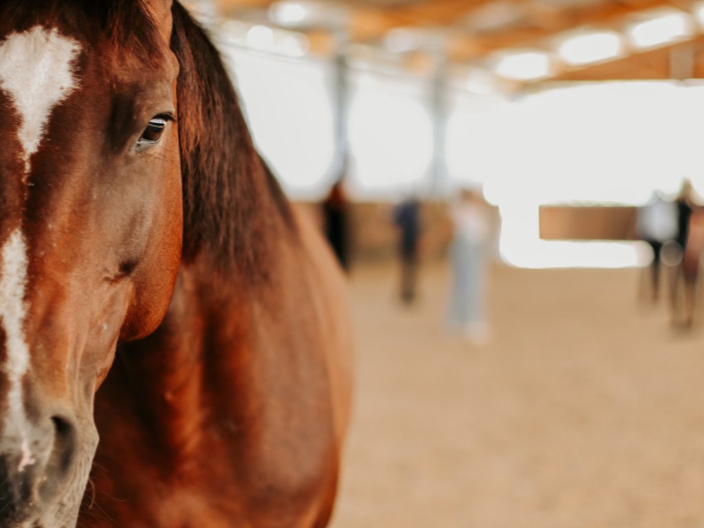 Alterreno Horse Power - 002