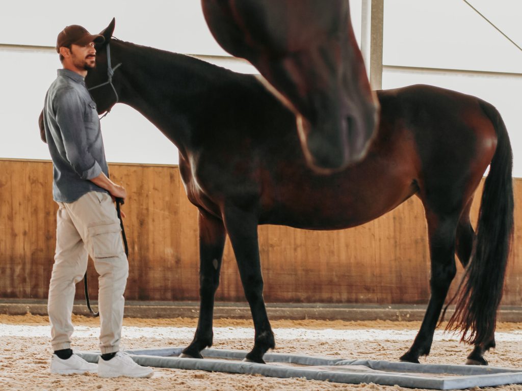 Alterreno Horse Power - 003