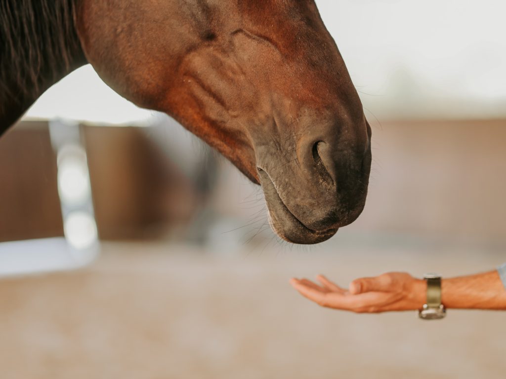 Alterreno Horse Power - 009