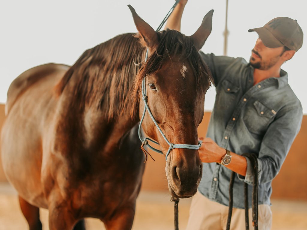 Alterreno Horse Power - 010