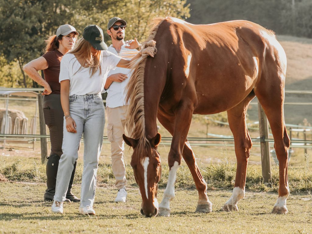 Alterreno Horse Power - 015