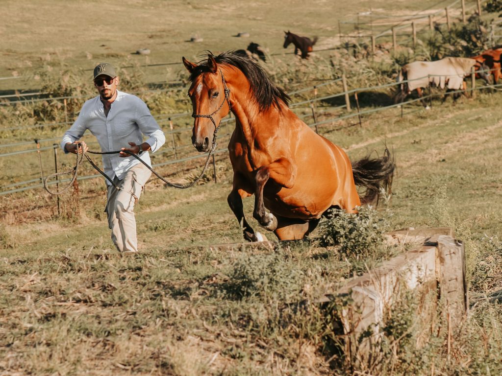 Alterreno Horse Power - 017