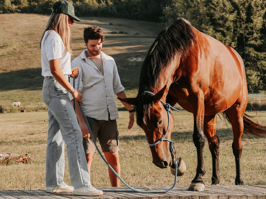 Alterreno Horse Power - 023